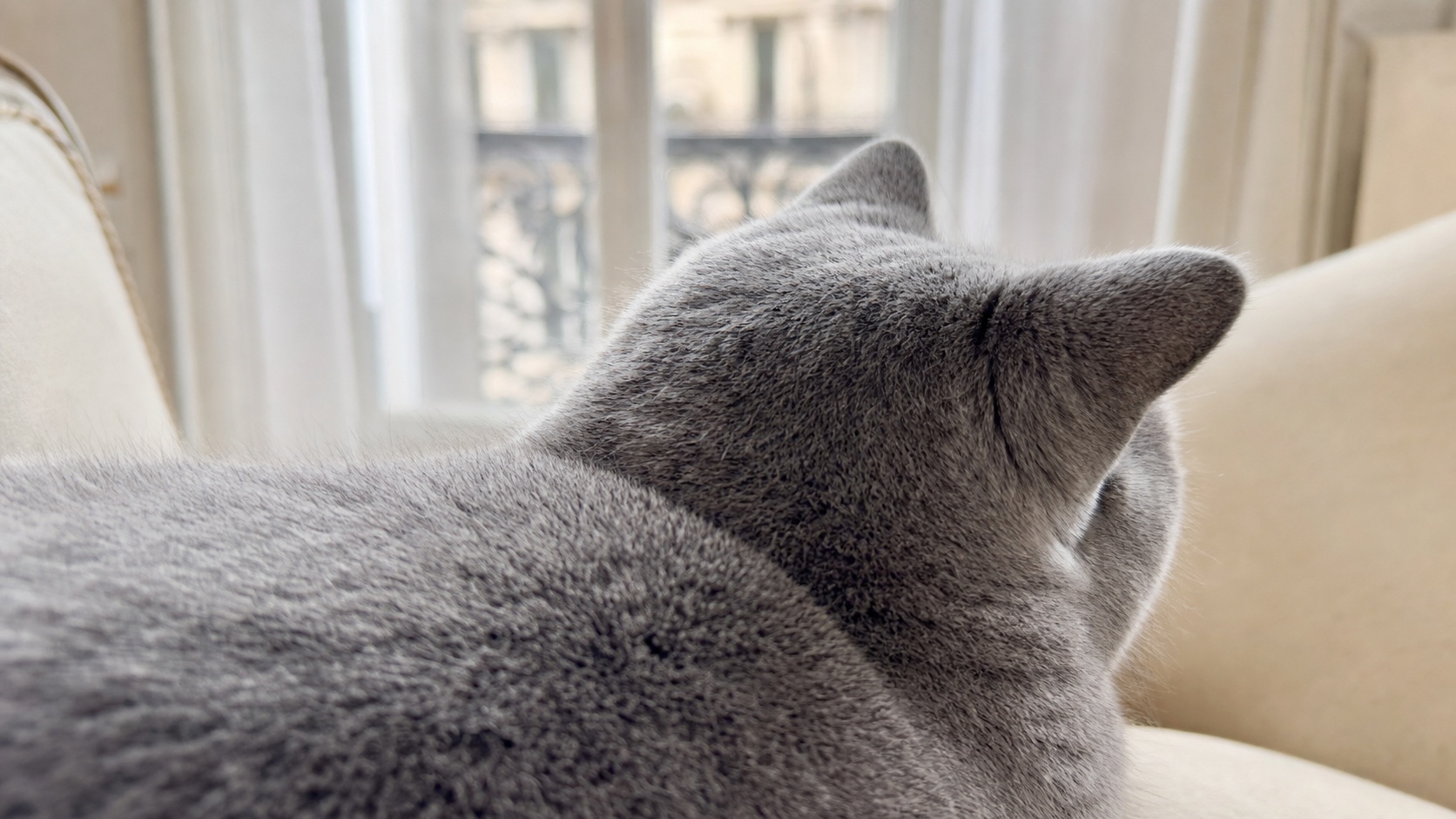 Vétérinaire réalisant une échographie cardiaque sur un British Shorthair dans une clinique vétérinaire moderne