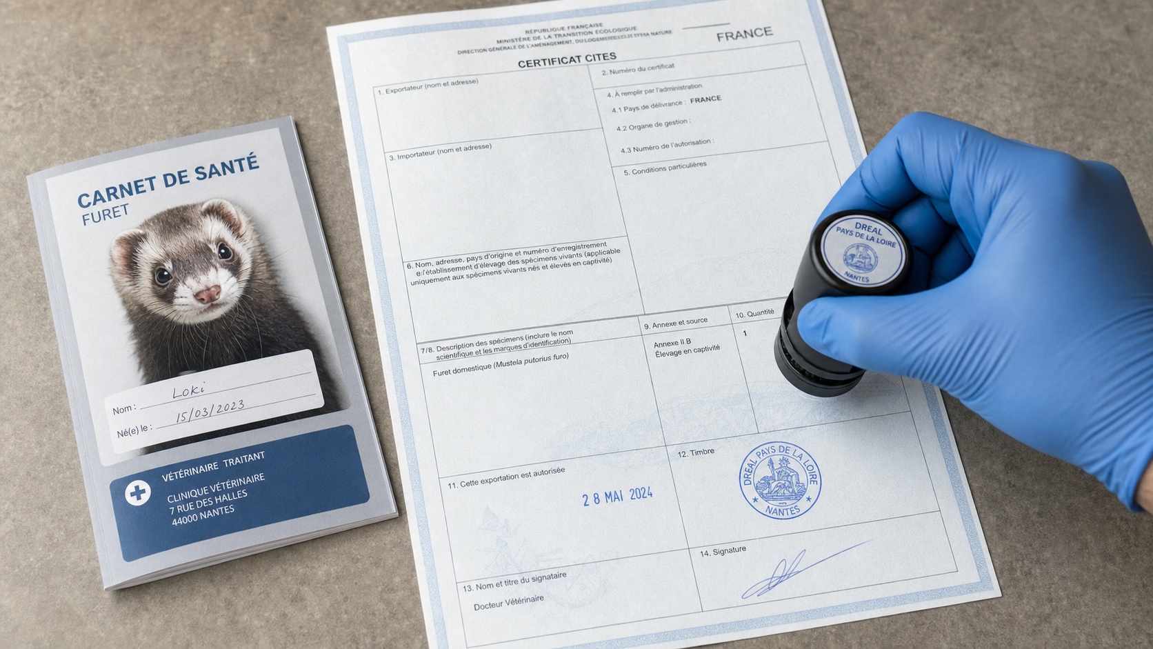 Document de certificat vétérinaire pour un furet avec tampon officiel
