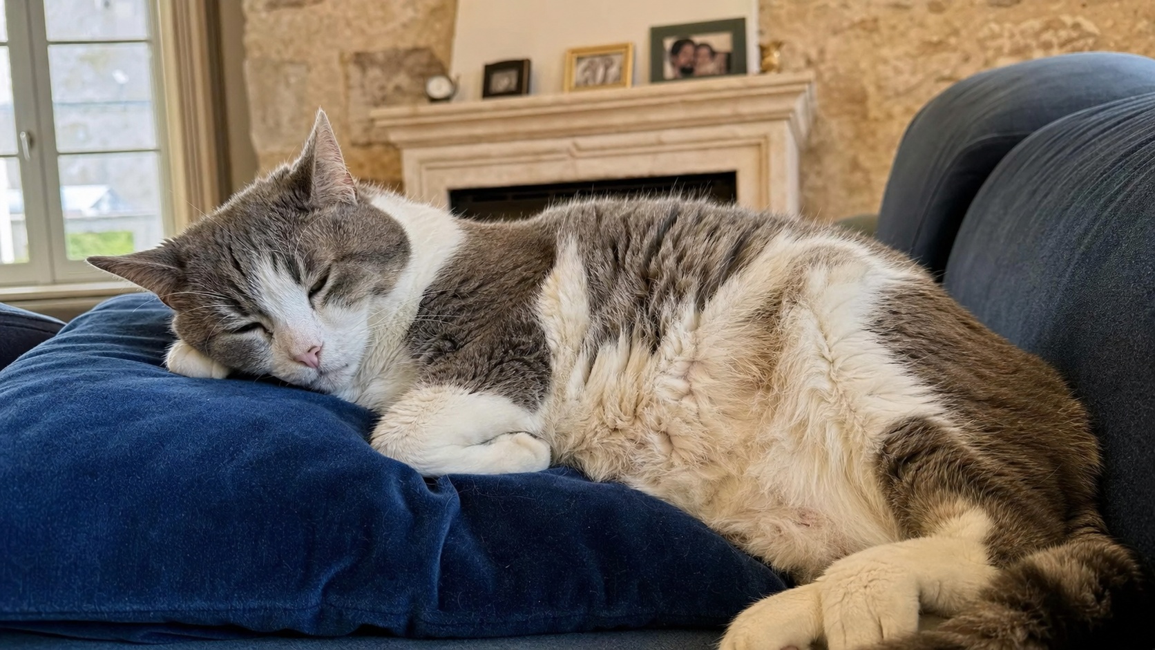 Chat senior roux allongé sur un canapé, regard fatigué, illustrant les risques de santé liés à l'âge