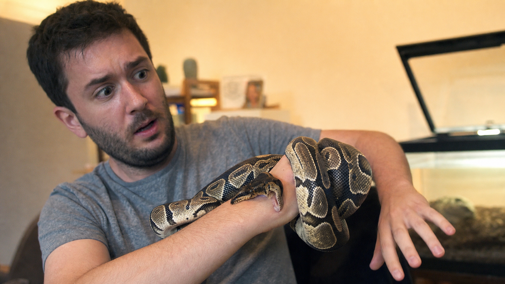 Propriétaire manipulant un serpent python royal dans un salon, risque de morsure visible