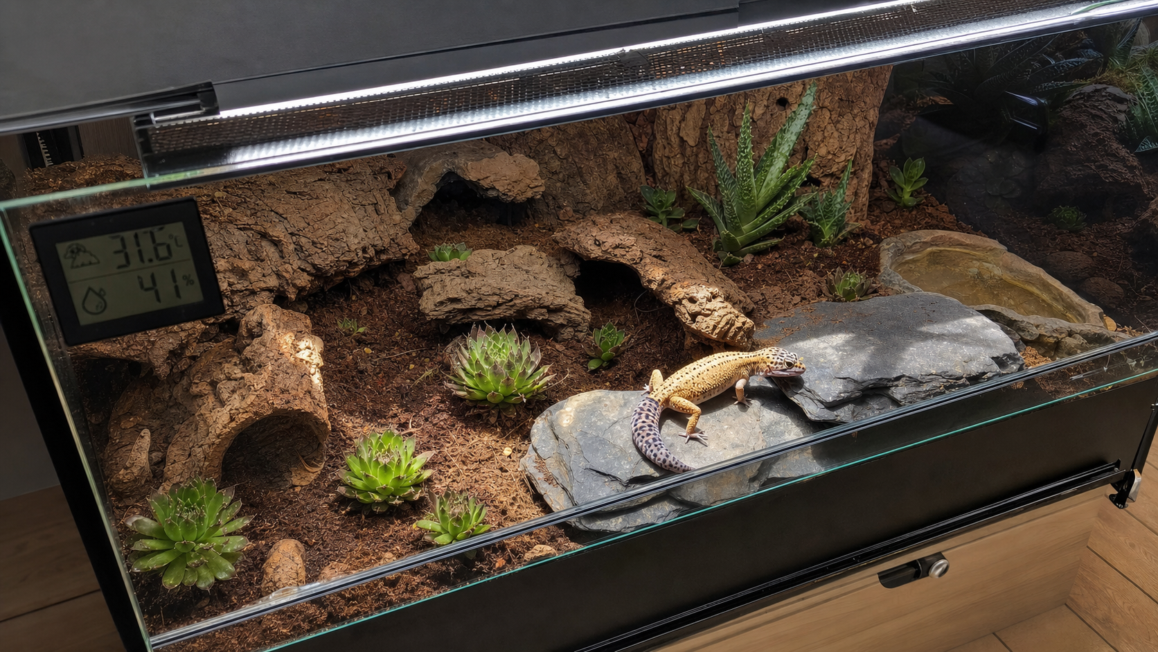 Terrarium professionnel avec gecko léopard et équipement de chauffage UV, détail intérieur