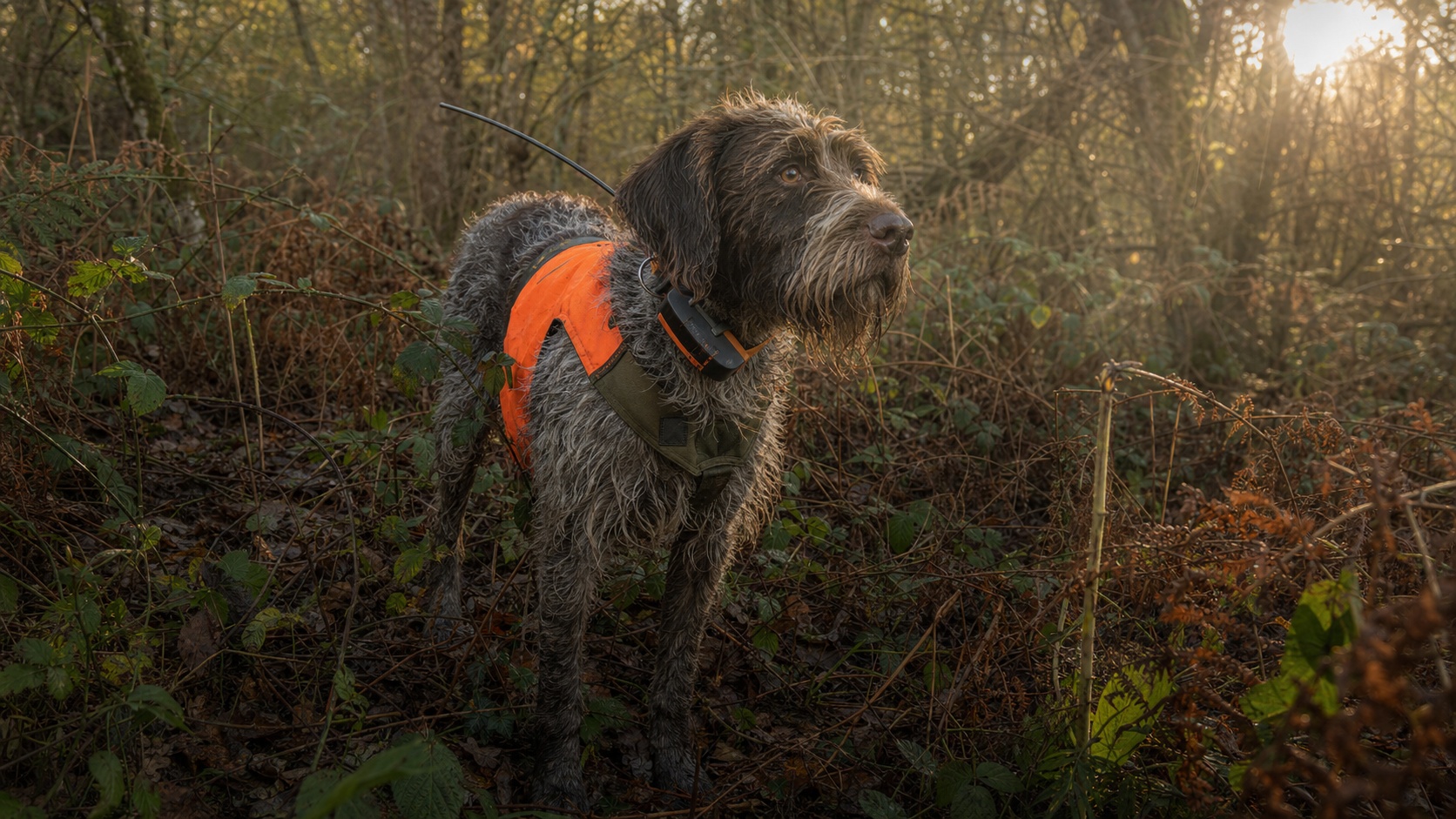 Chasseur vérifiant l'état de son chien de chasse après une battue, inspection des pattes en forêt landaise