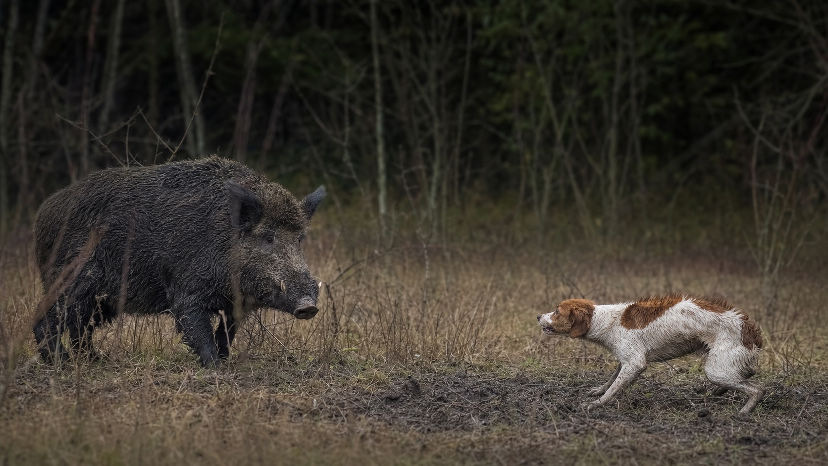 Chien de chasse courant en forêt lors d'une battue au sanglier en France